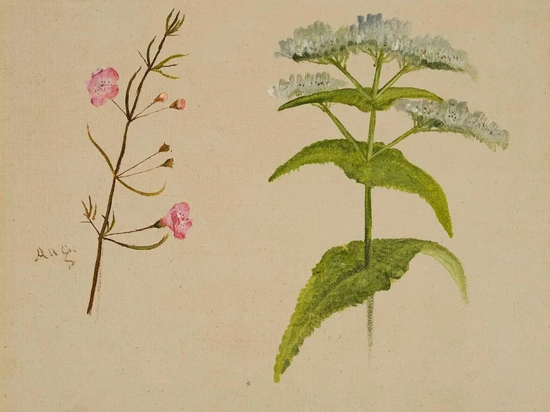 1830-William Jacob Hays - Due fiori selvatici